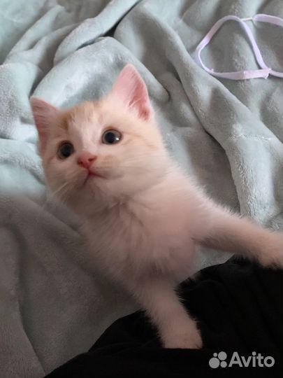 Котенок