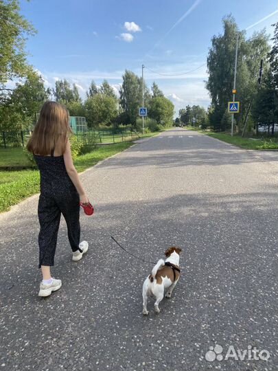 Вязка джек рассел терьер