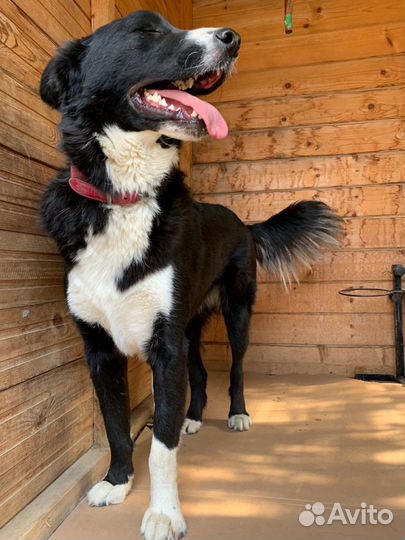 Собаки в дар