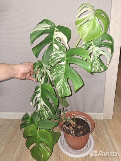 Монстера вариегатная alba