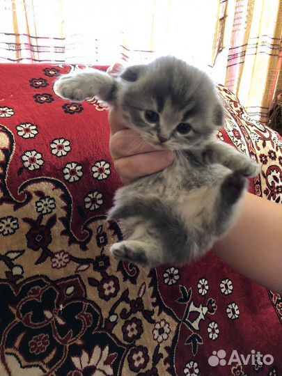 Вислоухие котята
