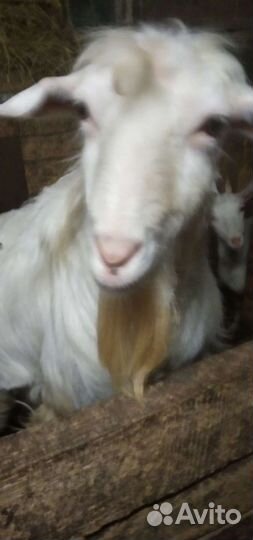 Козел зааненский