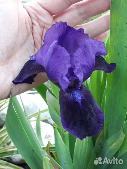 Осока Морроу ice dance и растения для альп. горки