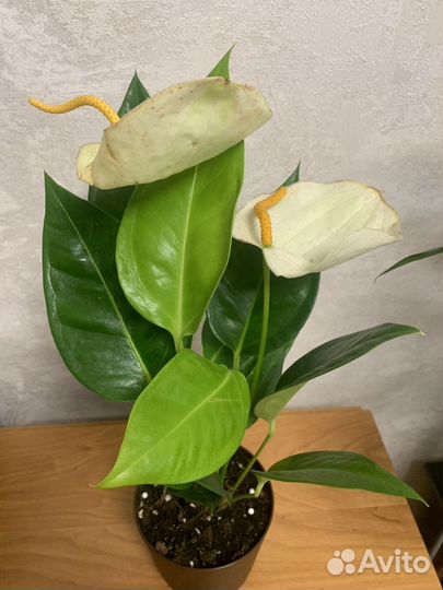 Антуриум Шерцера