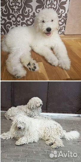 Щенки комондора дредовые беляши