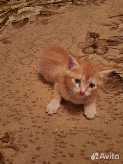 Кошки в добрые руки бесплатно