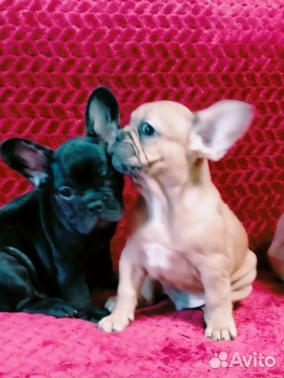 Французский бульдог щенки
