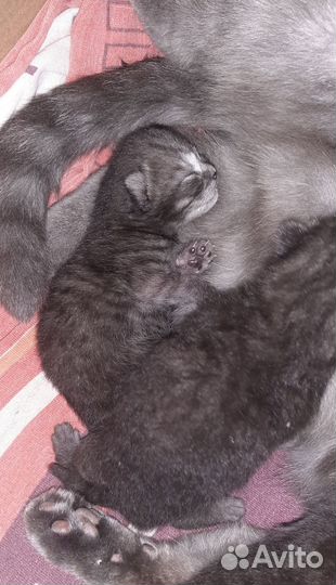 Британские котята