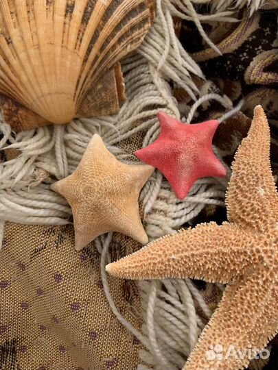 Морской набор - ракушки, еж, губка боб, патрики