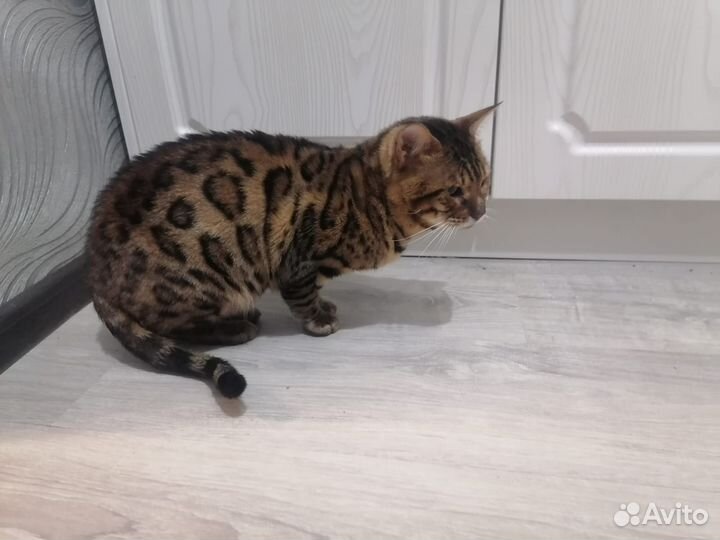 Бенгальский кот