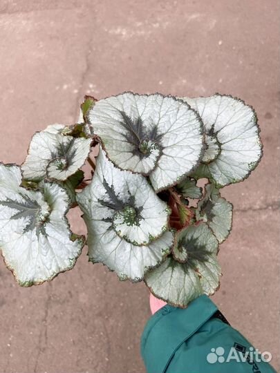 Бегония экскагорт улитка