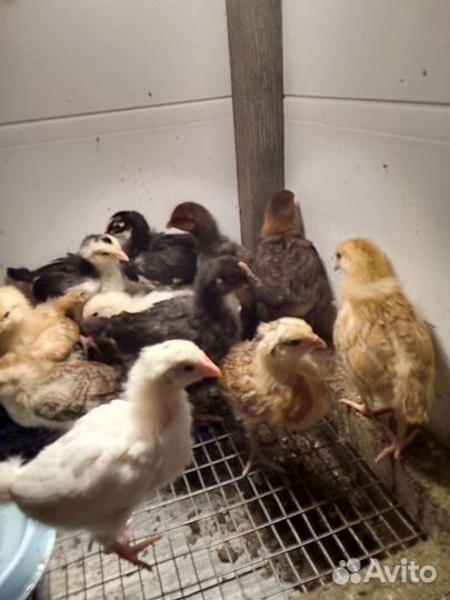 Цыплята кур несушек