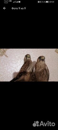 Волонтёрство, помощь птицам