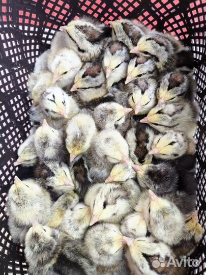 Суточные цыплята