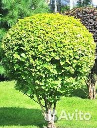 Пузыреплодник