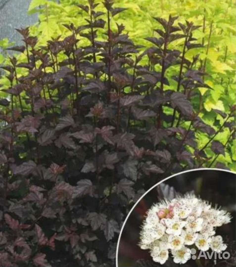 Декоративные многолетние растения