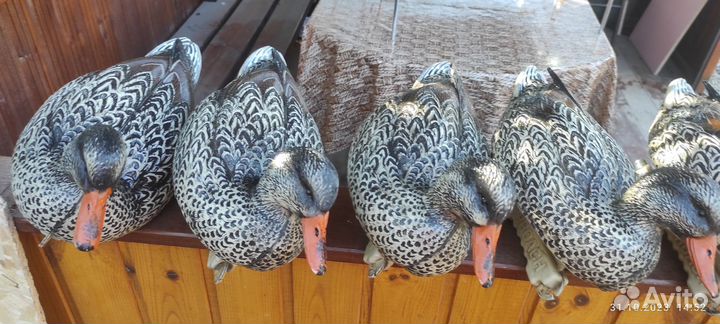 Чучела утиные