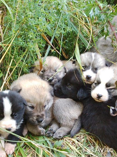 Щенки алабая бесплатно