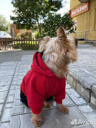 Одежда для собак