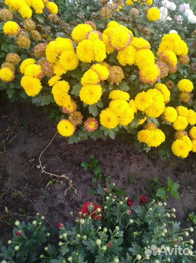 Хризантемы