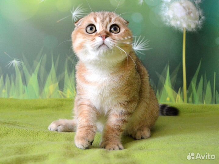 Шотландский котик