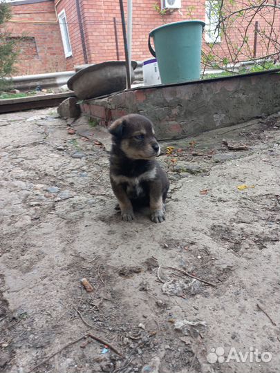 Собака в добрые руки отдам бесплатно