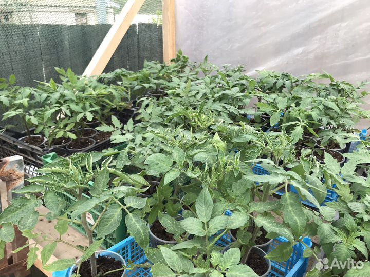 Рассада помидор