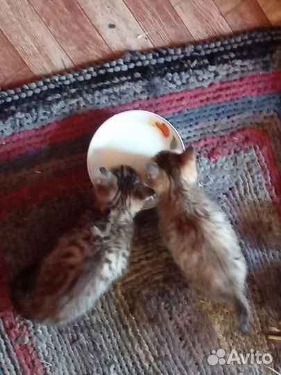 Кошка и котик