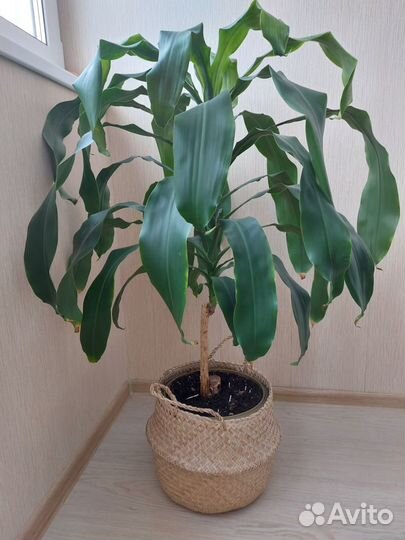 Пальма драцена