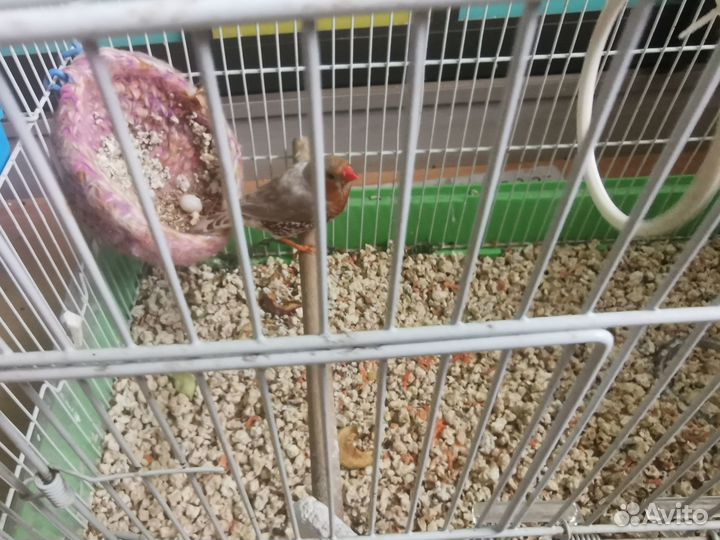 Амадин зебровый