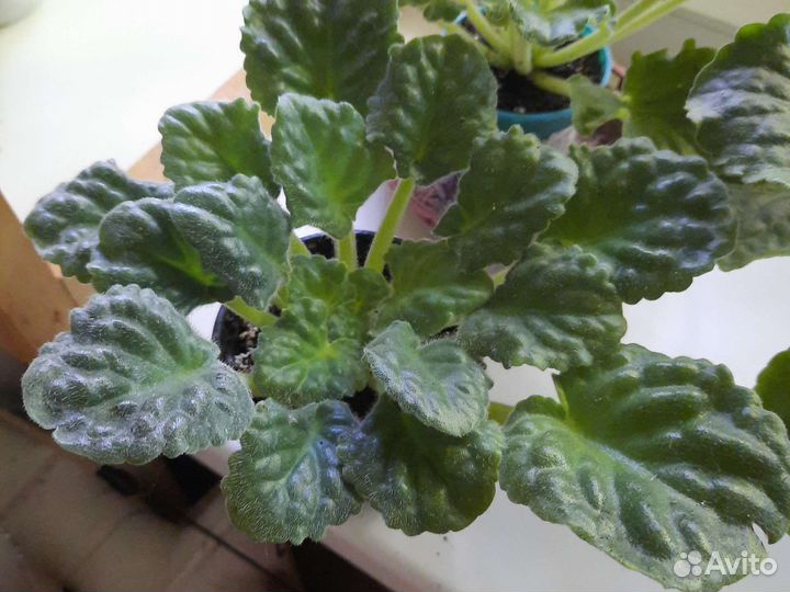 Цветущие фиалки