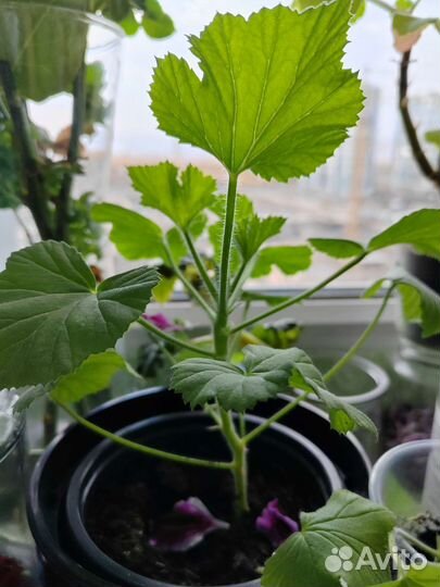 Пеларгония герань Королевская