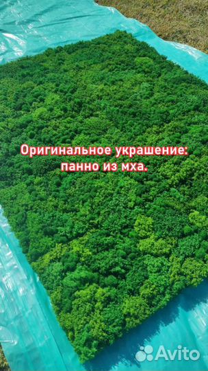 Оригинальное украшение: панно из мха