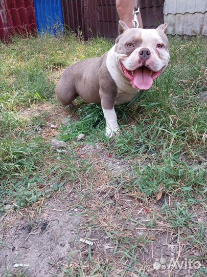 Американского булли вязка