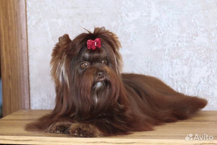 Вязка йоркширский терьер choko(шоколадный йорк)