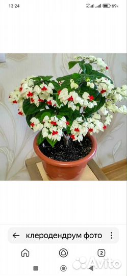 Клеродендрум госпожи томпсон