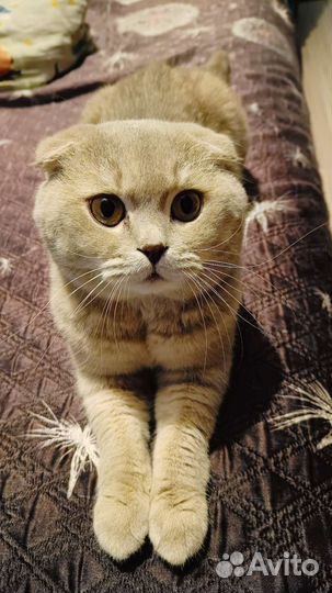 Шотландский кот вязка
