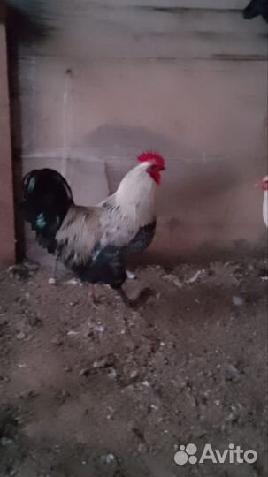 Молодые петухи