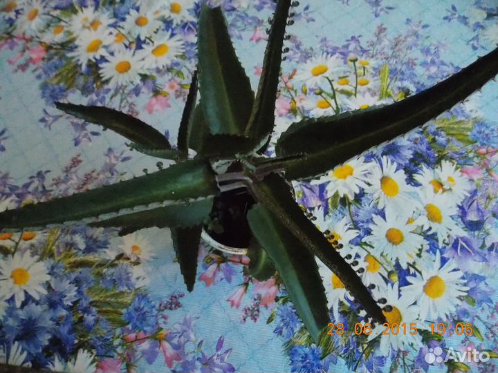 Каланхое лечебный