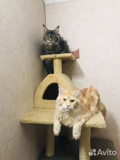 Котята мейн-кун