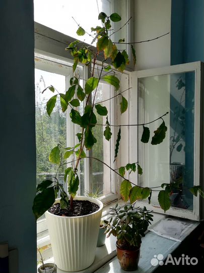 Кофейное дерево