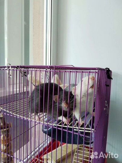 Крыса дамбо