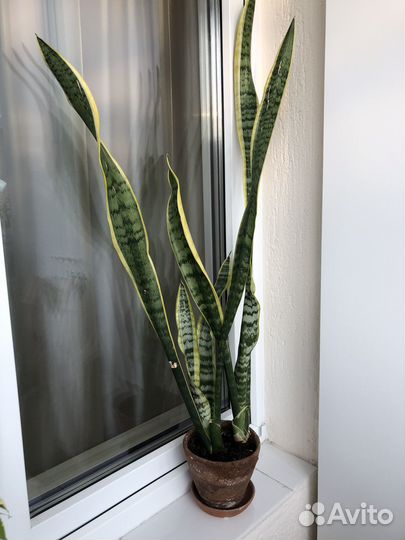 Сансевиерия Лауренти