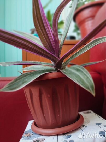 Комнатный цветок рео / традесканция покрывальчатая