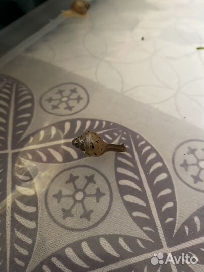 Улитки ахатины