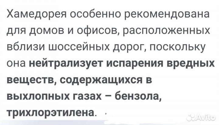 Пальма Хамедорея Элеганс