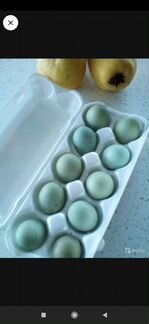 Инкубационное яйцо кур
