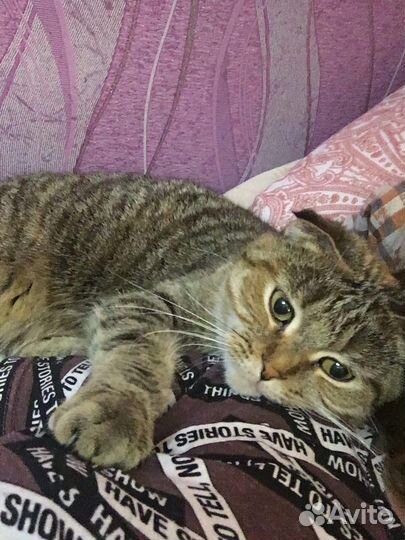 Шотландская вислоухая кошка бесплатно