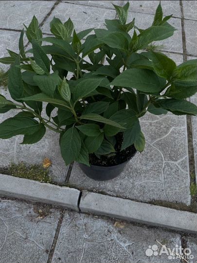 Гортензия''лайм лайт''