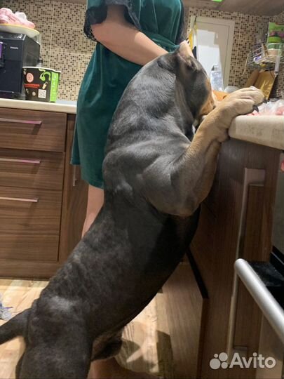 Американский булли вязка